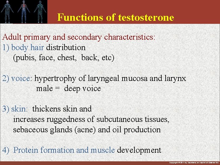 Functions of testosterone Adult primary and secondary characteristics: 1) body hair distribution (pubis, face,