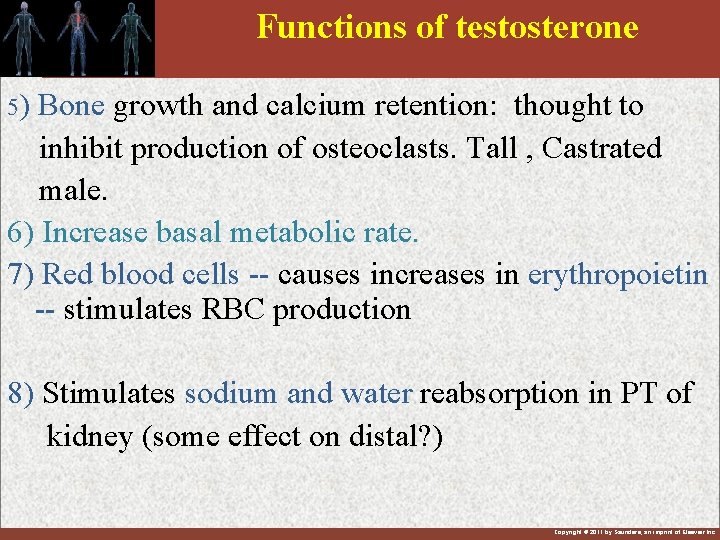 Functions of testosterone 5) Bone growth and calcium retention: thought to inhibit production of