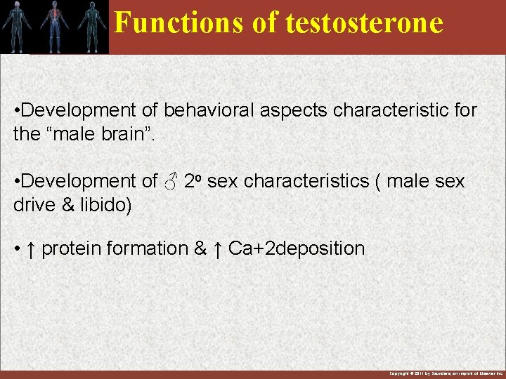 Functions of testosterone • Development of behavioral aspects characteristic for the “male brain”. •