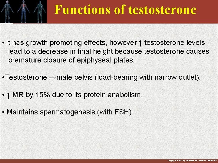 Functions of testosterone • It has growth promoting effects, however ↑ testosterone levels lead
