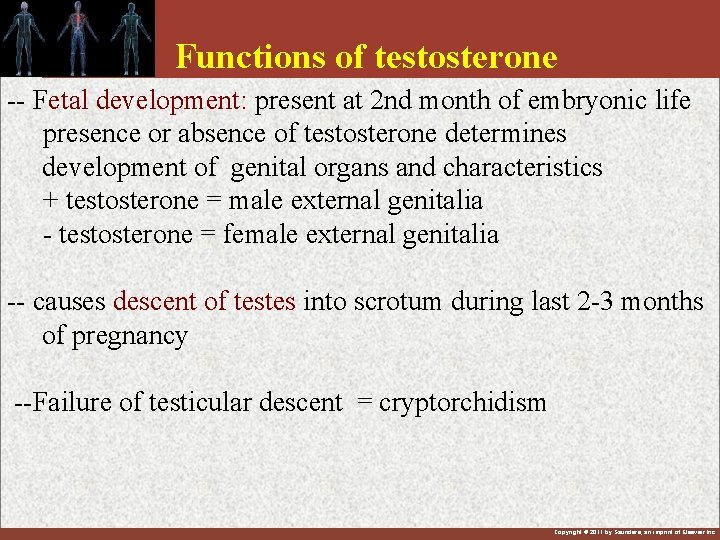 Functions of testosterone -- Fetal development: present at 2 nd month of embryonic life