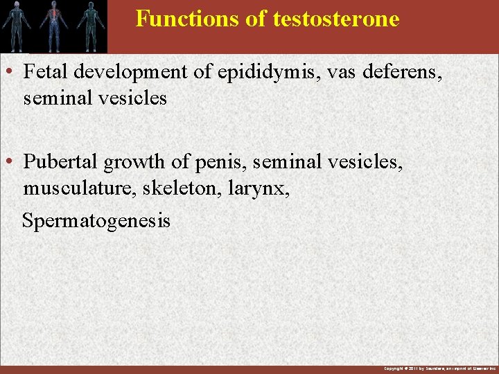 Functions of testosterone • Fetal development of epididymis, vas deferens, seminal vesicles • Pubertal