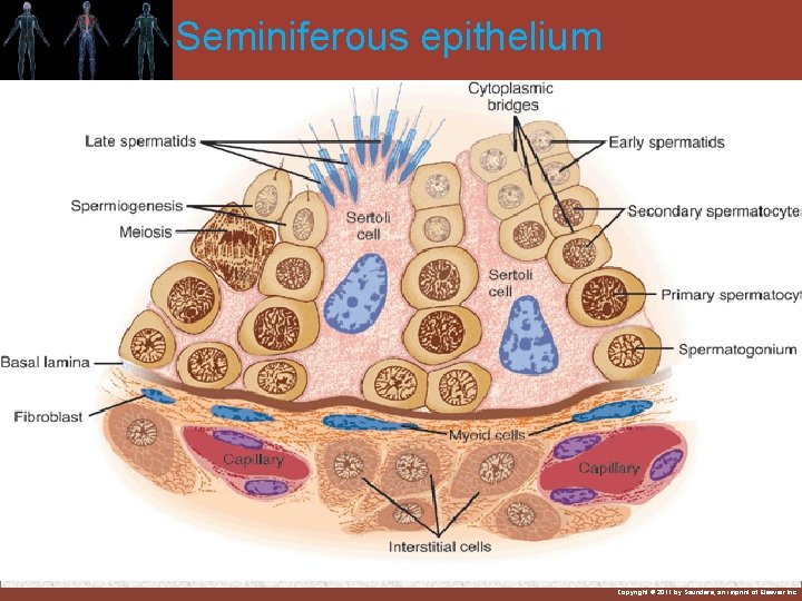 Seminiferous epithelium LH: 1) Stimulates Leydig cells → testosterone 2) Responsible for final maturation