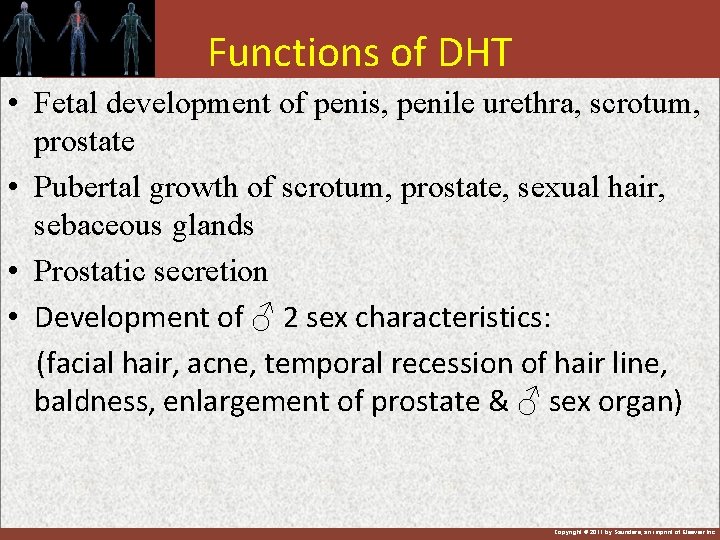 Functions of DHT • Fetal development of penis, penile urethra, scrotum, prostate • Pubertal