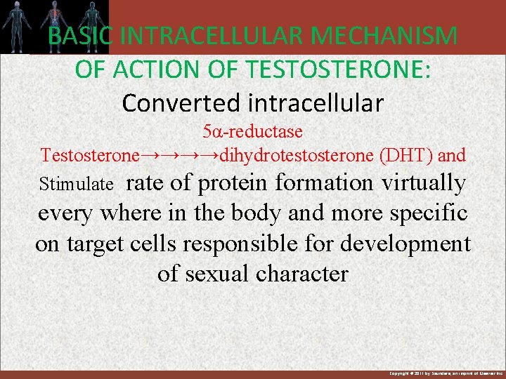 BASIC INTRACELLULAR MECHANISM OF ACTION OF TESTOSTERONE: Converted intracellular 5α-reductase Testosterone→→→→dihydrotestosterone (DHT) and Stimulate