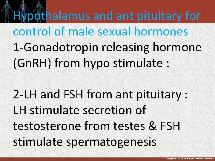 Hypothalamus and ant pituitary for control of male sexual hormones 1 -Gonadotropin releasing hormone