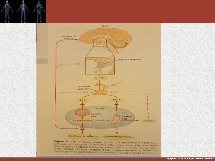 Copyright © 2011 by Saunders, an imprint of Elsevier Inc. 