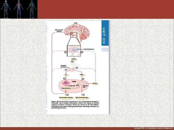 Copyright © 2011 by Saunders, an imprint of Elsevier Inc. 