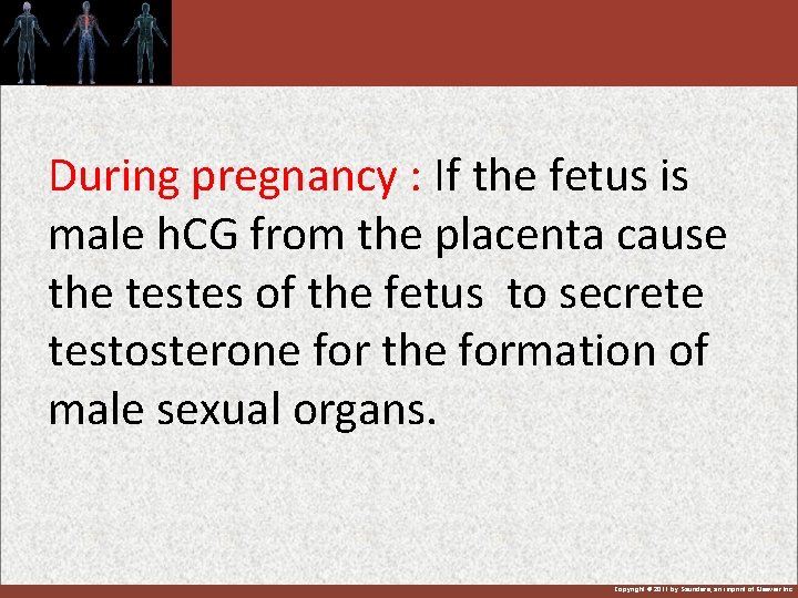 During pregnancy : If the fetus is male h. CG from the placenta cause