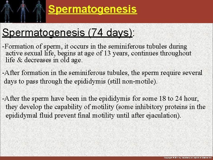 Spermatogenesis (74 days): -Formation of sperm, it occurs in the seminiferous tubules during active