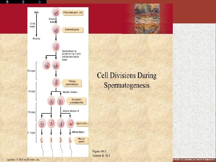 Copyright © 2011 by Saunders, an imprint of Elsevier Inc. 