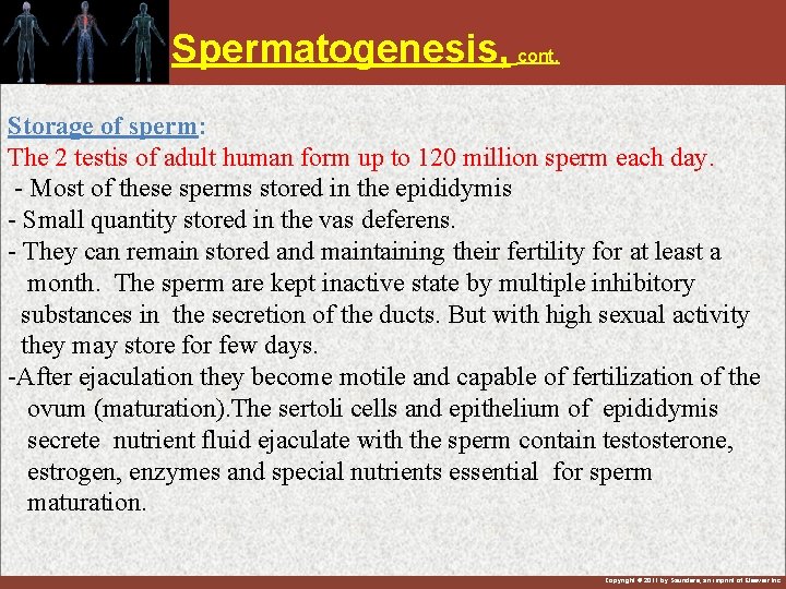 Spermatogenesis, cont. Storage of sperm: The 2 testis of adult human form up to