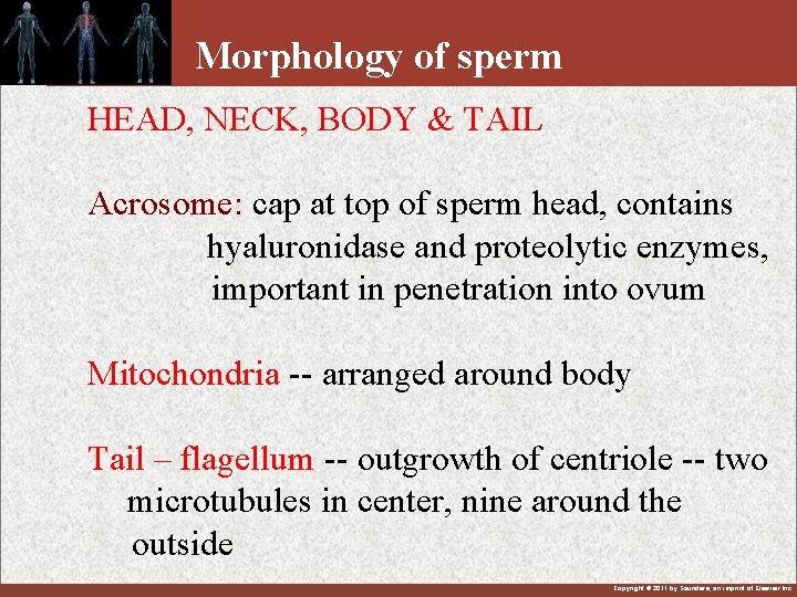 Morphology of sperm HEAD, NECK, BODY & TAIL Acrosome: cap at top of sperm