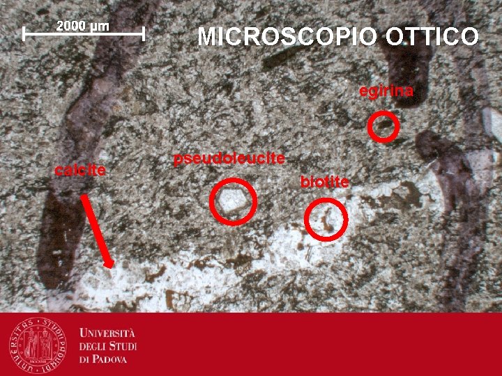 MICROSCOPIO OTTICO egirina calcite pseudoleucite biotite 