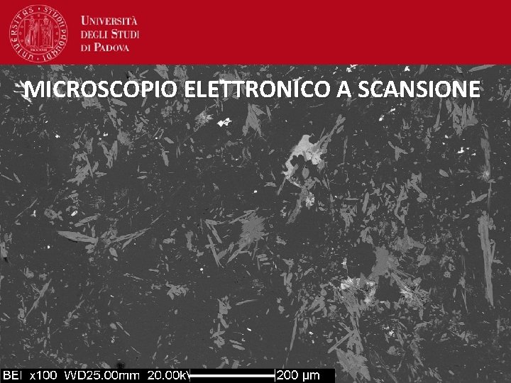 MICROSCOPIO ELETTRONICO A SCANSIONE 