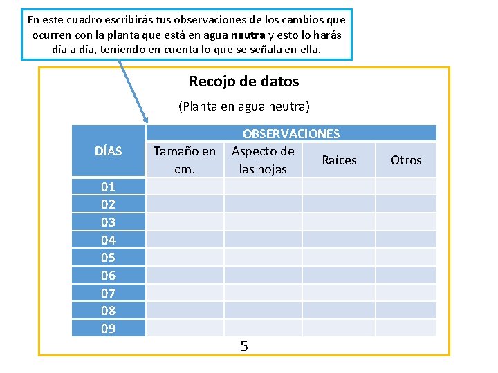 En este cuadro escribirás tus observaciones de los cambios que ocurren con la planta