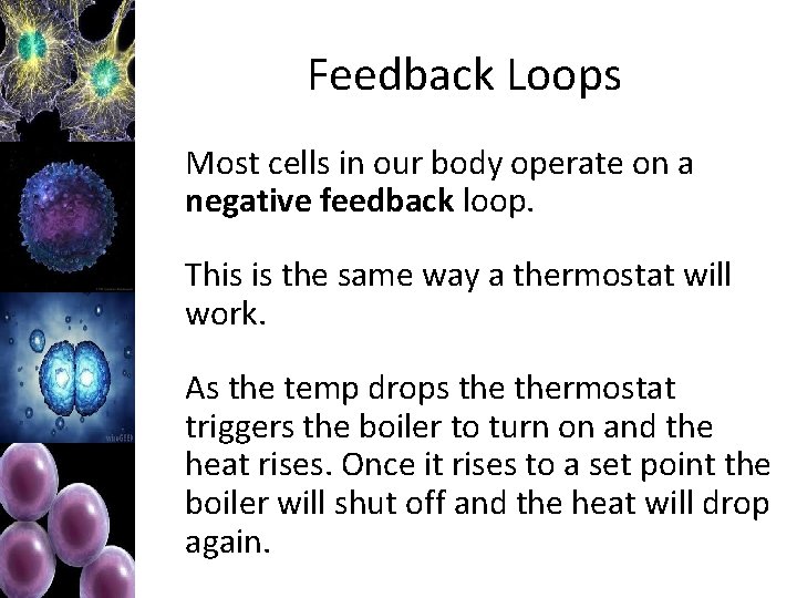 Feedback Loops Most cells in our body operate on a negative feedback loop. This