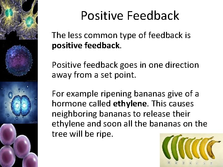 Positive Feedback The less common type of feedback is positive feedback. Positive feedback goes
