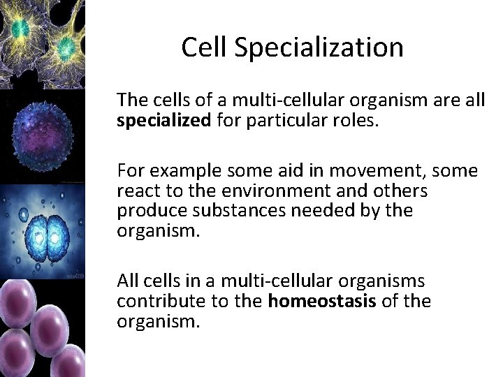 Cell Specialization The cells of a multi-cellular organism are all specialized for particular roles.