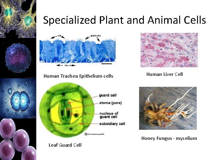 Specialized Plant and Animal Cells Human Trachea Epithelium cells Human Liver Cell Honey Fungus