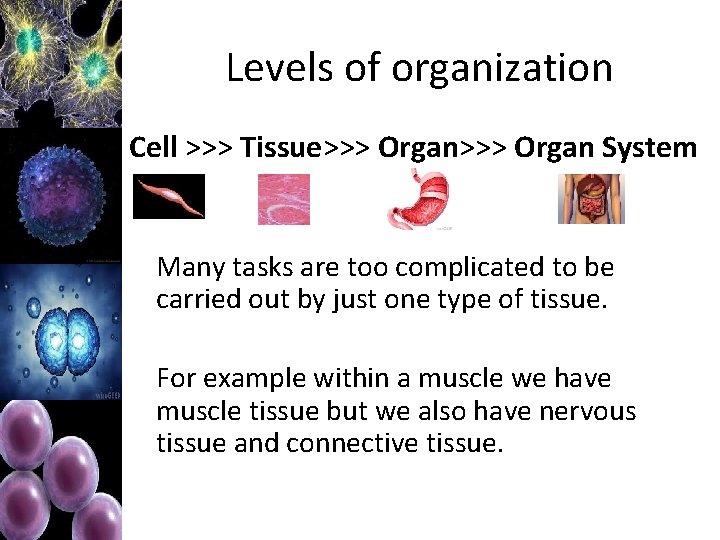 Levels of organization Cell >>> Tissue>>> Organ System Many tasks are too complicated to