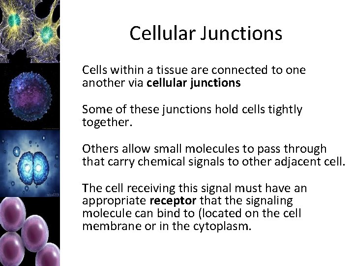 Cellular Junctions Cells within a tissue are connected to one another via cellular junctions