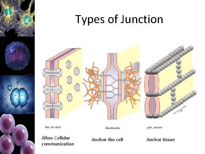 Types of Junction Allow Cellular communication Anchor the cell Anchor tissue 