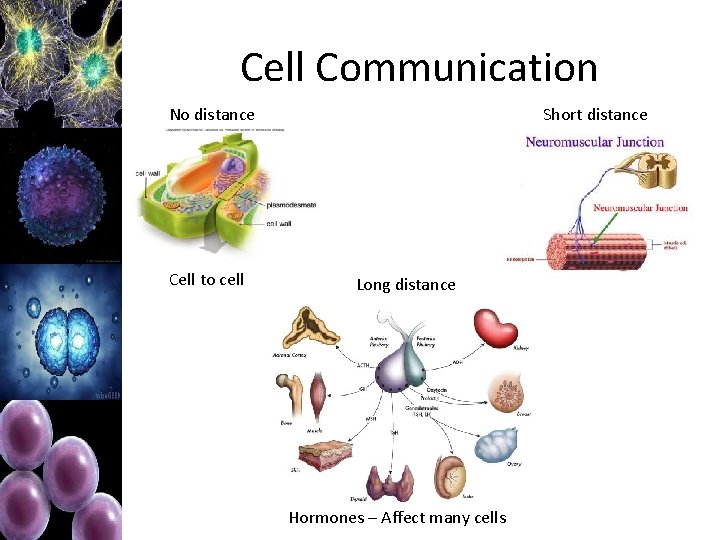 Cell Communication No distance Cell to cell Short distance Long distance Hormones – Affect