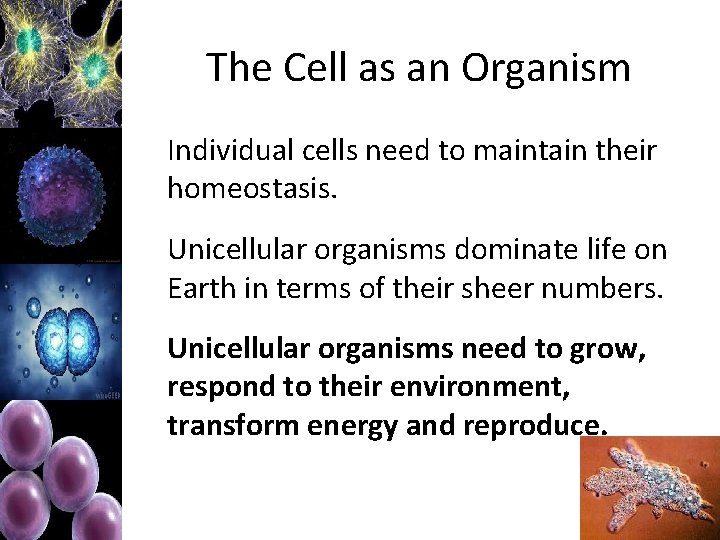 The Cell as an Organism Individual cells need to maintain their homeostasis. Unicellular organisms