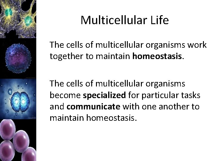 Multicellular Life The cells of multicellular organisms work together to maintain homeostasis. The cells