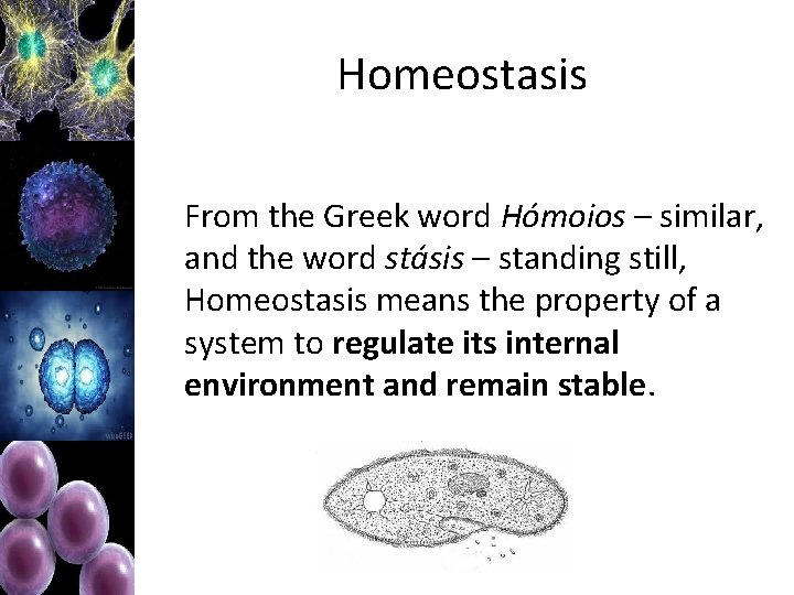 Homeostasis From the Greek word Hómoios – similar, and the word stásis – standing