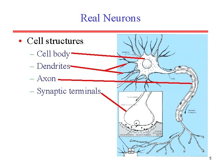 Real Neurons • Cell structures – Cell body – Dendrites – Axon – Synaptic