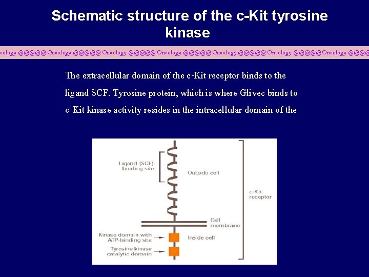 Schematic structure of the c-Kit tyrosine kinase cology @@@@@ • . Oncology @@@@@ Oncology