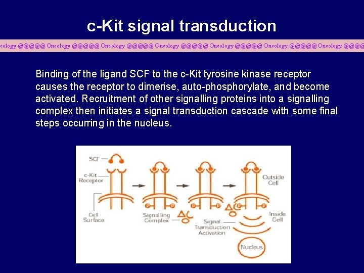 c-Kit signal transduction cology @@@@@ Oncology @@@@@ Oncology @@@@ Binding of the ligand SCF