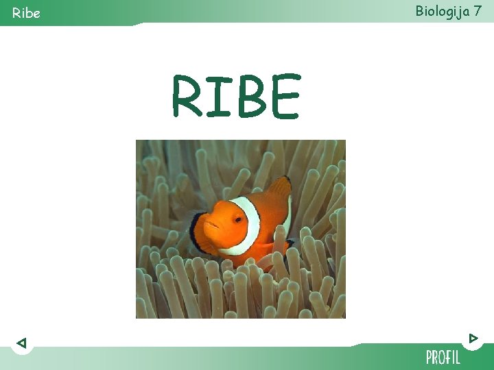 Biologija 7 Ribe RIBE 