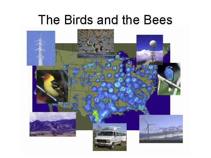 The Birds and the Bees 