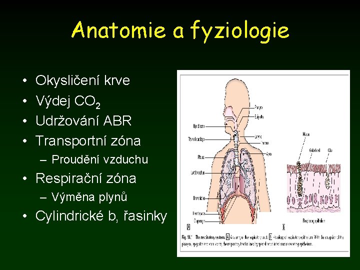 Anatomie a fyziologie • • Okysličení krve Výdej CO 2 Udržování ABR Transportní zóna