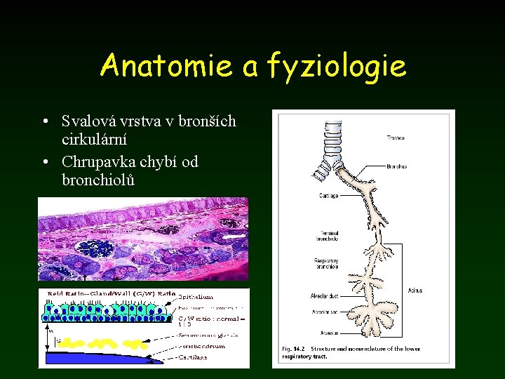 Anatomie a fyziologie • Svalová vrstva v bronších cirkulární • Chrupavka chybí od bronchiolů
