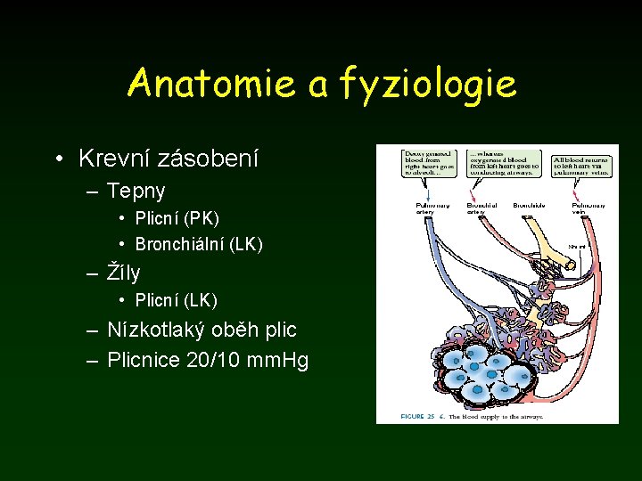 Anatomie a fyziologie • Krevní zásobení – Tepny • Plicní (PK) • Bronchiální (LK)