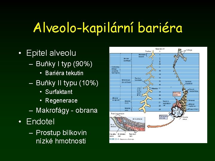 Alveolo-kapilární bariéra • Epitel alveolu – Buňky I typ (90%) • Bariéra tekutin –