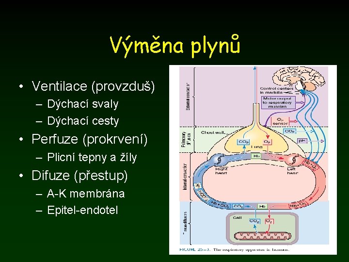 Výměna plynů • Ventilace (provzduš) – Dýchací svaly – Dýchací cesty • Perfuze (prokrvení)