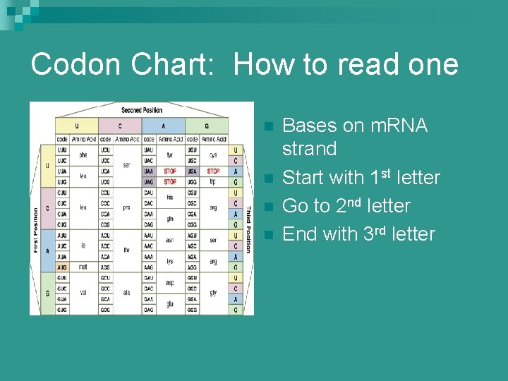Codon Base Protein Synthesis DNA RNA Proteins How does DNA