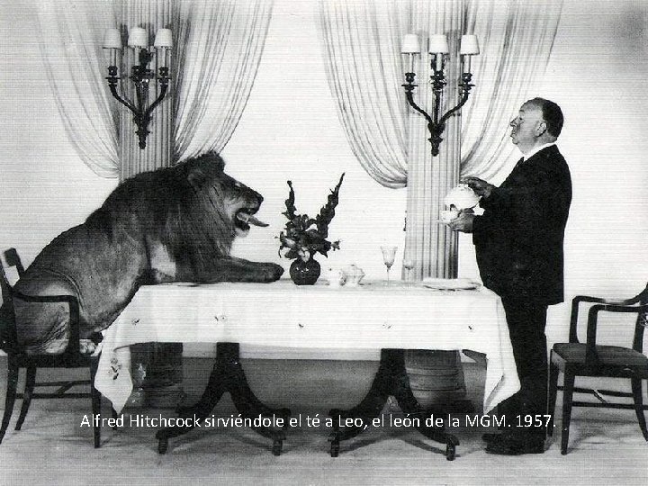 Alfred Hitchcock sirviéndole el té a Leo, el león de la MGM. 1957. 