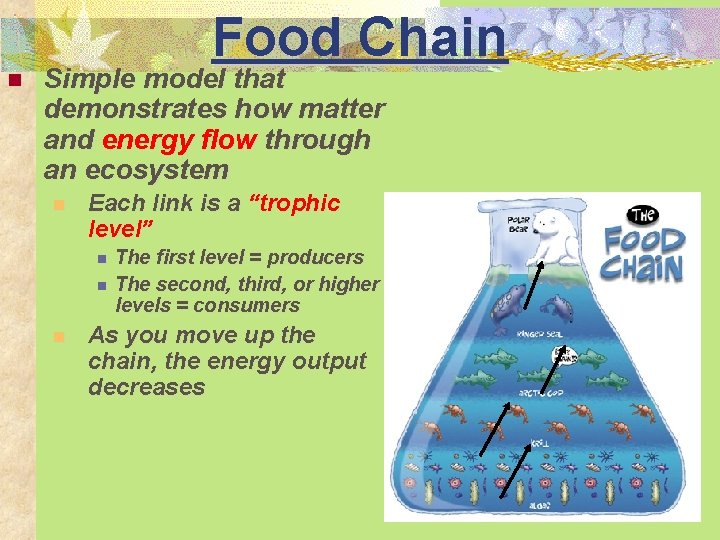 n Food Chain Simple model that demonstrates how matter and energy flow through an