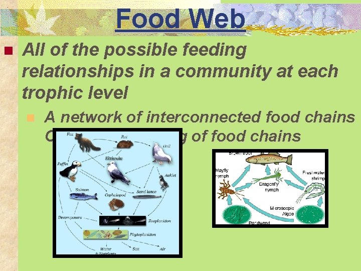 Food Web n All of the possible feeding relationships in a community at each