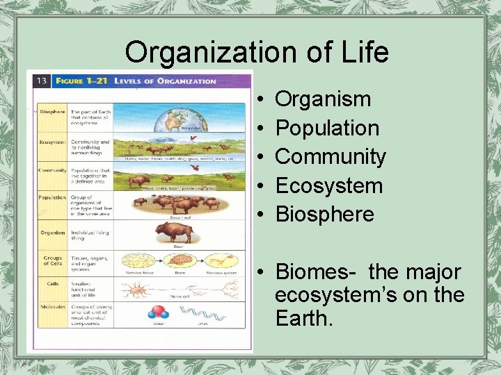 Organization of Life • • • Organism Population Community Ecosystem Biosphere • Biomes- the
