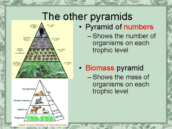 The other pyramids • Pyramid of numbers – Shows the number of organisms on