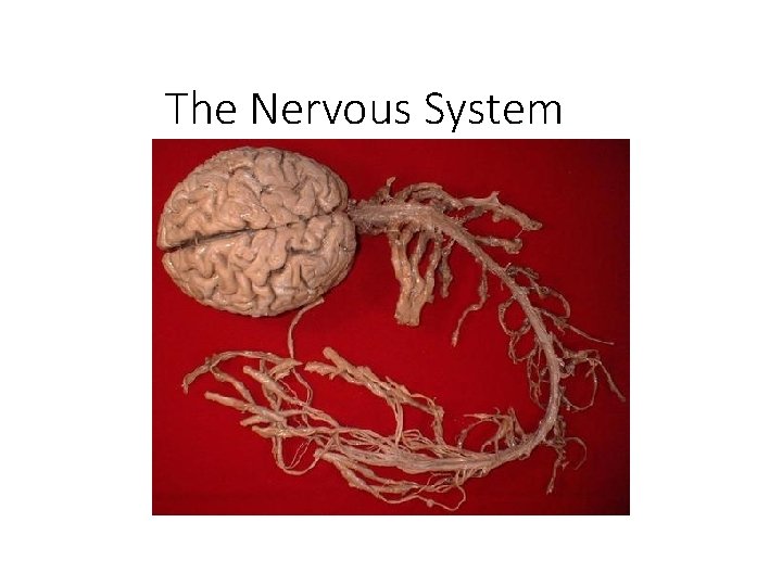 The Nervous System Chapter 7 