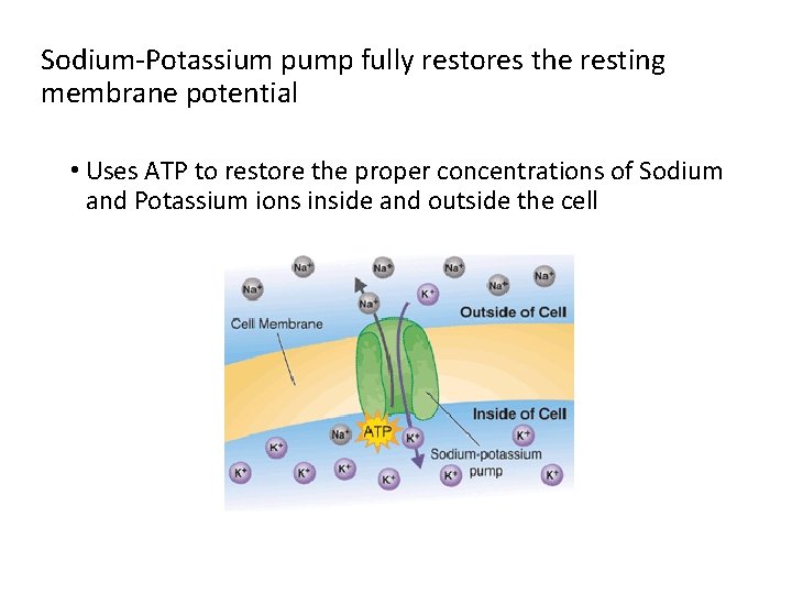 Sodium-Potassium pump fully restores the resting membrane potential • Uses ATP to restore the