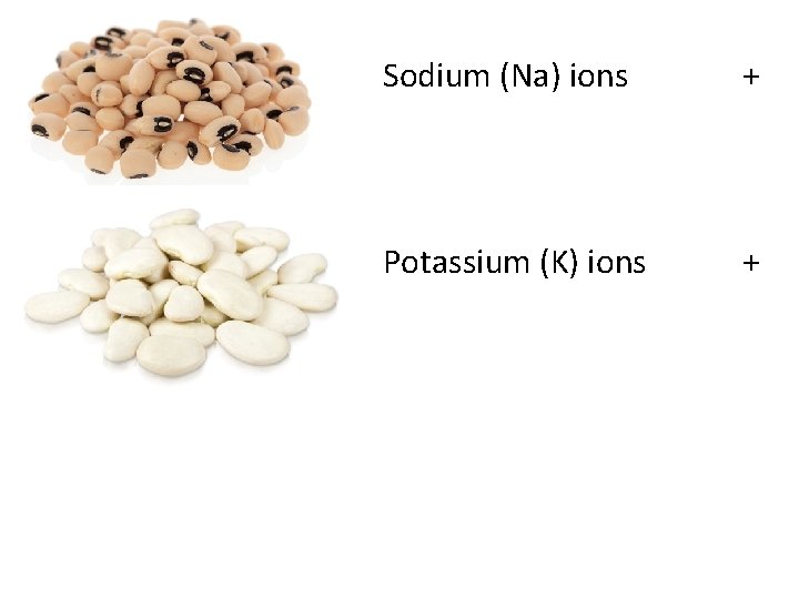Sodium (Na) ions + Potassium (K) ions + 